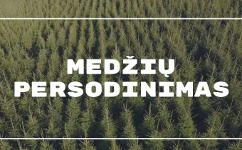 Didelių medžių persodinimas: pušelės jau mūsų kieme.